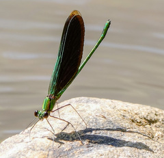 Neurobasis chinensis