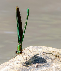 Neurobasis chinensis