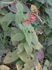 Salvia cinnabarina