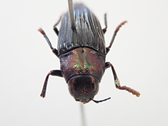 Prospheres norfolkensis