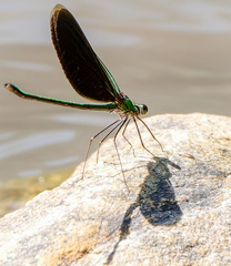 Neurobasis chinensis