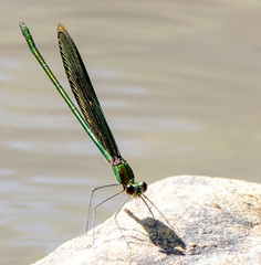 Neurobasis chinensis