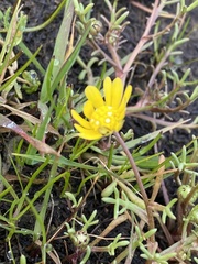 Blennosperma nanum