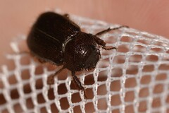 Maechidius