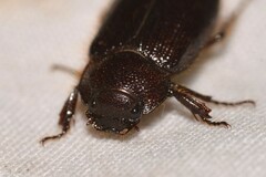 Maechidius