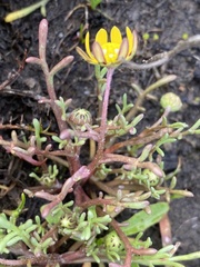 Blennosperma nanum