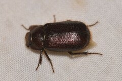Maechidius