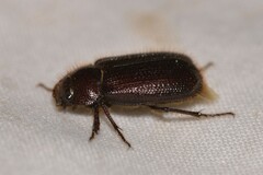 Maechidius