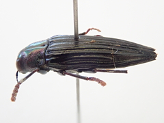 Prospheres norfolkensis