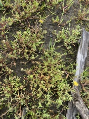 Blennosperma nanum
