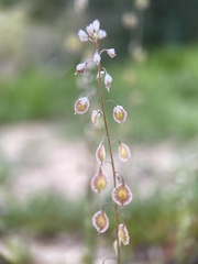 Thysanocarpus curvipes