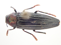 Prospheres norfolkensis
