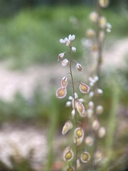 Thysanocarpus curvipes