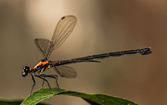 Austroargiolestes chrysoides