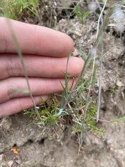 Thysanocarpus curvipes