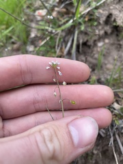 Thysanocarpus curvipes