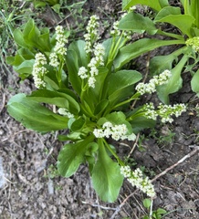 Valeriana macrorhiza