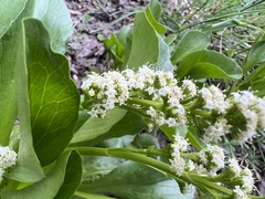 Valeriana macrorhiza