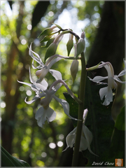 Calanthe arisanensis