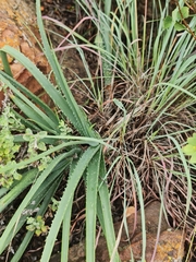 Aloe verecunda