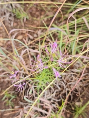 Cleome maculata