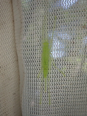 Beiericolya tardipes