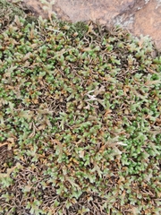 Selaginella dregei