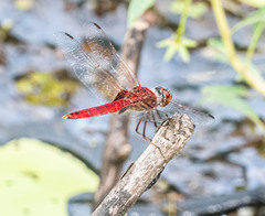 Urothemis aliena