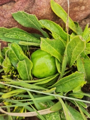 Pygmaeothamnus zeyheri