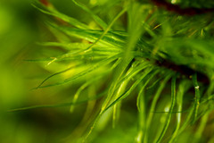 Bartramia pomiformis