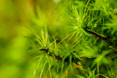 Bartramia pomiformis