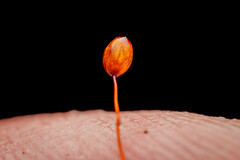 Bartramia pomiformis