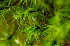 Bartramia pomiformis