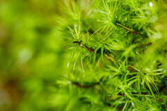 Bartramia pomiformis