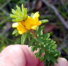Pultenaea tuberculata