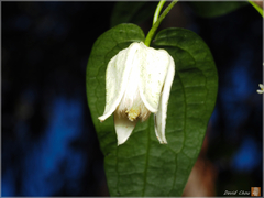 Clematis henryi
