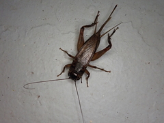 Teleogryllus