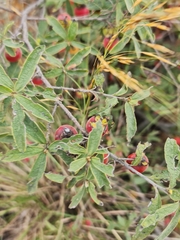 Diospyros lycioides