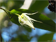 Clematis henryi
