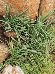 Aloe verecunda