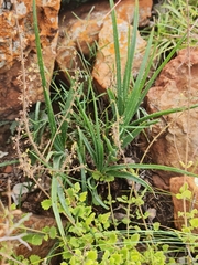 Aloe verecunda