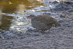 Pternistis natalensis