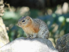 Notocitellus annulatus