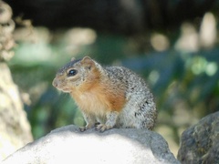 Notocitellus annulatus