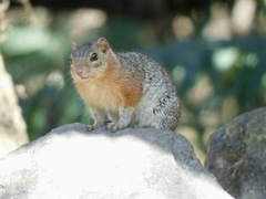 Notocitellus annulatus