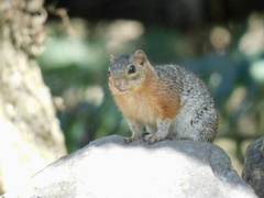 Notocitellus annulatus