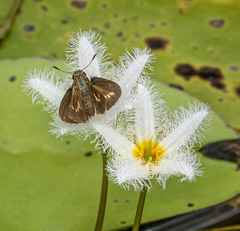 Parnara amalia