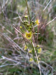 Drosera peltata