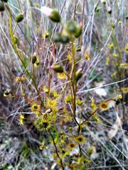 Drosera peltata