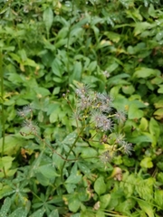 Valeriana sitchensis
